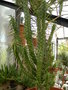 vignette Euphorbia loricata