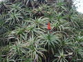 vignette Aloe Arborescens ,