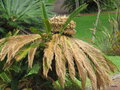 vignette Cycas revoluta ,(cycadaceae) , Japon