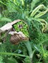 vignette Dracunculus vulgaris (tige rose)