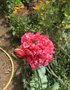 vignette Papaver somniferum (Paeoniiflorum) - Pavot  fleur de pivoine