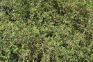 vignette Osteomeles anthyllidifolia / Rosaceae / Chine