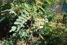 vignette Sorbus hupehensis var. aperta