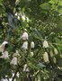 vignette Crinodendron patagua