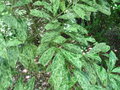 vignette Prunus laurocerasus 'Castlewellan' = Prunus laurocerasus 'Marbled White' - Laurier palme panach