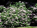 vignette Hydrangea macrophylla