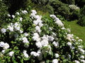 vignette Hydrangea macrophylla cv