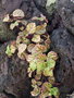 vignette Plectranthus verticillatus