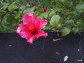 vignette Hibiscus rosa-sinensis ,