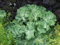 vignette Brassica oleraceae,