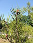 vignette Pinus bungeana