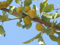 vignette Prunus domestica 'Mirabelle de Nancy'