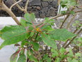 vignette Euphorbia pucherrima / Poinsettia pucherrima