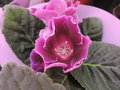 vignette Gloxinia speciosa