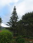vignette miradouro da Ponta do Sossego,Araucaria heterophylla