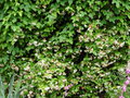vignette Ipomoea leari = Ipomoea learii = Ipomoea indica - Ipome et Trachelospermum jasminoides