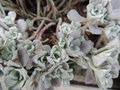 vignette Sedum spathulifolium 'purpureum'