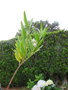 vignette miradouro da Ponta do Sossego ,Gomphocarpus fruticosus