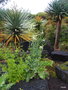 vignette Brassica oleraceae,