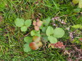 vignette Rubus hochstetterorum ,