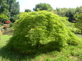 vignette Acer palmatum 'Dissectum Viridis' ?