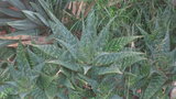 vignette Aloe maculata