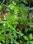 vignette Euphorbia azorica