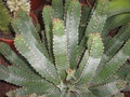 vignette Euphorbia resinifera
