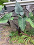 vignette Colocasia esculenta illustris ,