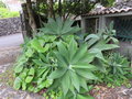 vignette Agave attenuata , (agavaceae) , agave  cou de cygne , Piteira ; orig. Centre du Mexiqu
