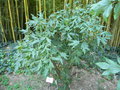 vignette Paeonia arbustive suffruticosa 'Kinkaku'