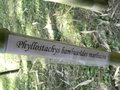 vignette Phyllostachys bambusoides 'Marliacea'