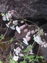 vignette Silene uniflora subsp. uniflora