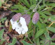 vignette Silene uniflora subsp. uniflora