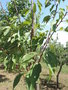 vignette Prunus serrulata