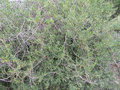 vignette Periploca angustifolia