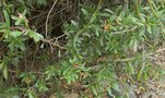 vignette Periploca angustifolia