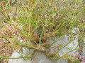 vignette Pelargonium carnosum