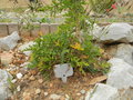 vignette Pelargonium dasyphyllum