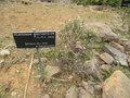 vignette Pelargonium abrotanifolium