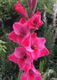 vignette Gladiolus X 'Pink Event' - Glaeuil hybride