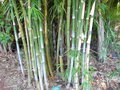 vignette Jardin d'Eden - Gigantochloa albociliata - Bambou