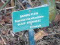 vignette Jardin d'Eden - Gigantochloa albociliata - Bambou