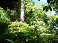 vignette Jardin d'Eden - Gliricidia sepium