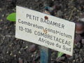 vignette Jardin d'Eden - Combretum constrictum - Petit Badamier