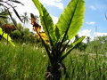 vignette Jardin d'Eden - Typhonodorum lindleyanum