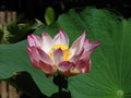 vignette Jardin d'Eden - Nelumbo nucifera - Lotus