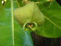vignette Jardin d'Eden - Barringtonia asiatica - Bonnet de prtre