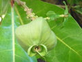 vignette Jardin d'Eden - Barringtonia asiatica - Bonnet de prtre