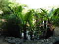 vignette Jardin d'Eden - Typhonodorum lindleyanum